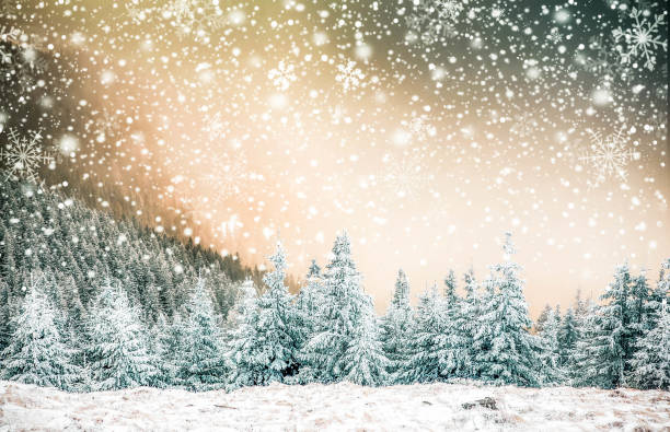 snow covered pine trees amazing winter background stock photo