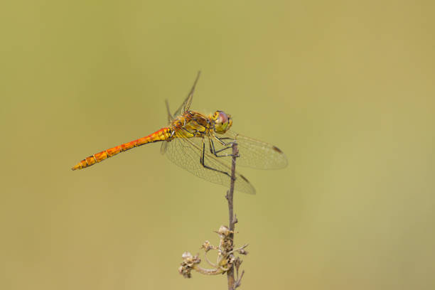 istock A vagrant darter dragonfly resting on a plant 1770248790