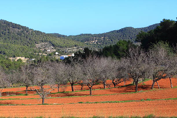 istock Red cultivated field in Ibiza 177025020
