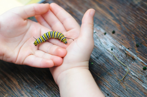 A Monarch caterpillar rests in a child's cupped hands.