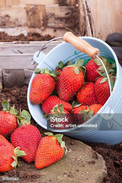 Frische Erdbeeren Fiel Stockfoto und mehr Bilder von Beere - Obst - Beere - Obst, Behälter, Eimer