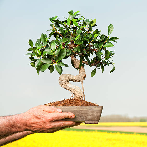 분재 손 - development tree human hand bonsai tree 뉴스 사진 이미지