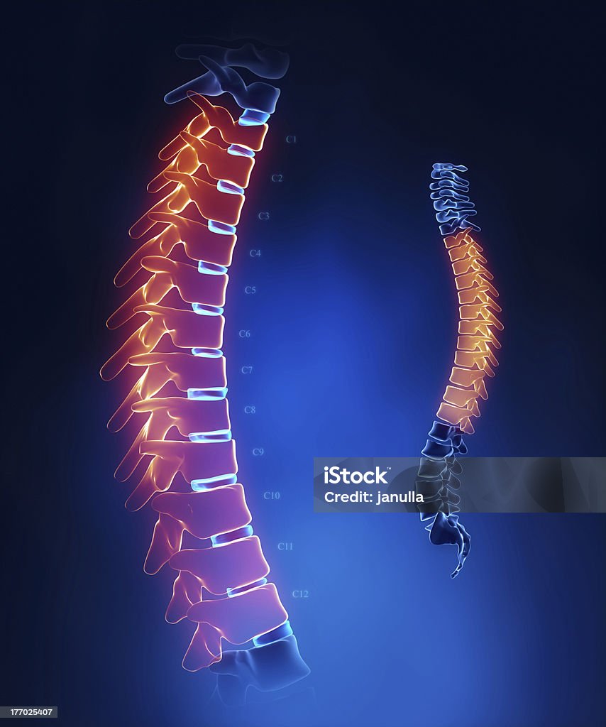 Brustwirbelsäule Anatomie in Blau-Detailarbeit - Lizenzfrei Anatomie Stock-Foto