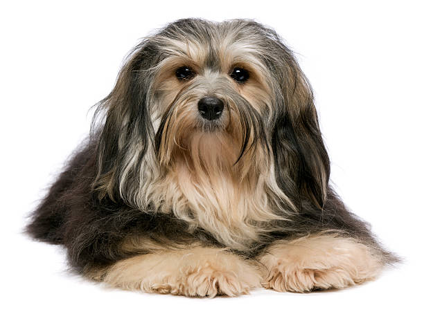 istock Cute lying tricolor Havanese dog is looking to camera 177025487