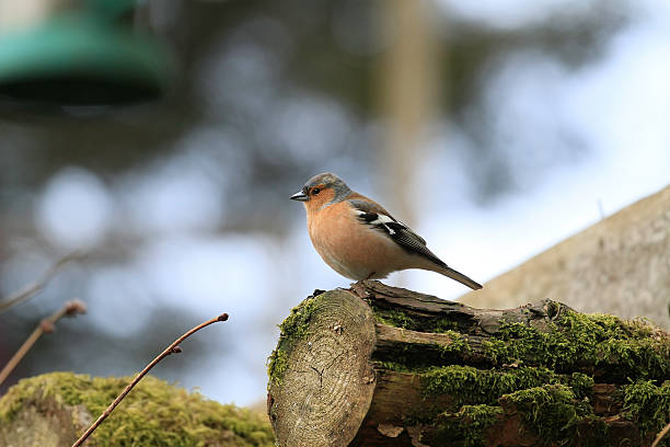 Chaffinch On Log stock photo