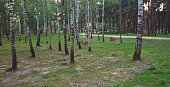Shot of the deers in the forest. Nature