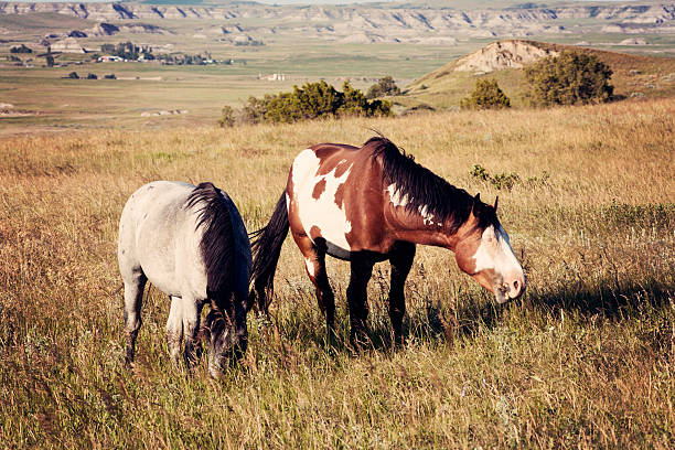 wild horses в национальный парк теодор рузвельт - north dakota theodore roosevelt national park mustang park стоковые фото и изображения