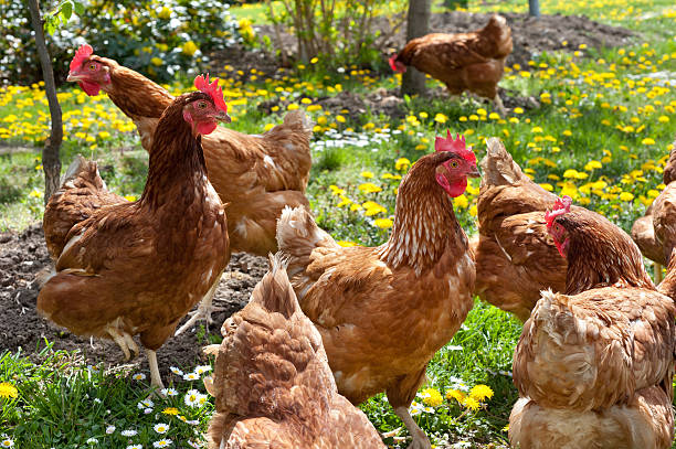 istock Hens in the meadow 177026060
