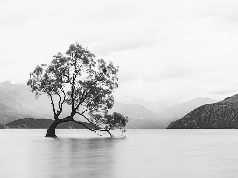 A greyscale shot of Wanaka Tree, New Zealand