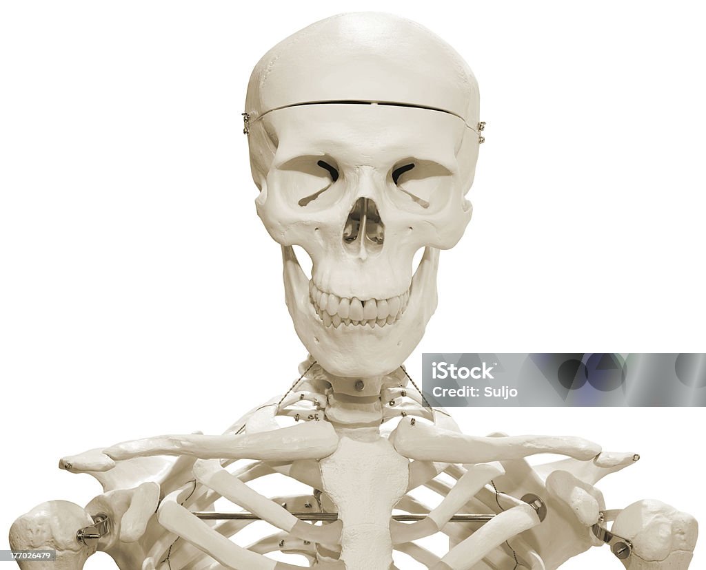 Esqueleto Finta - Foto de stock de Anatomia royalty-free