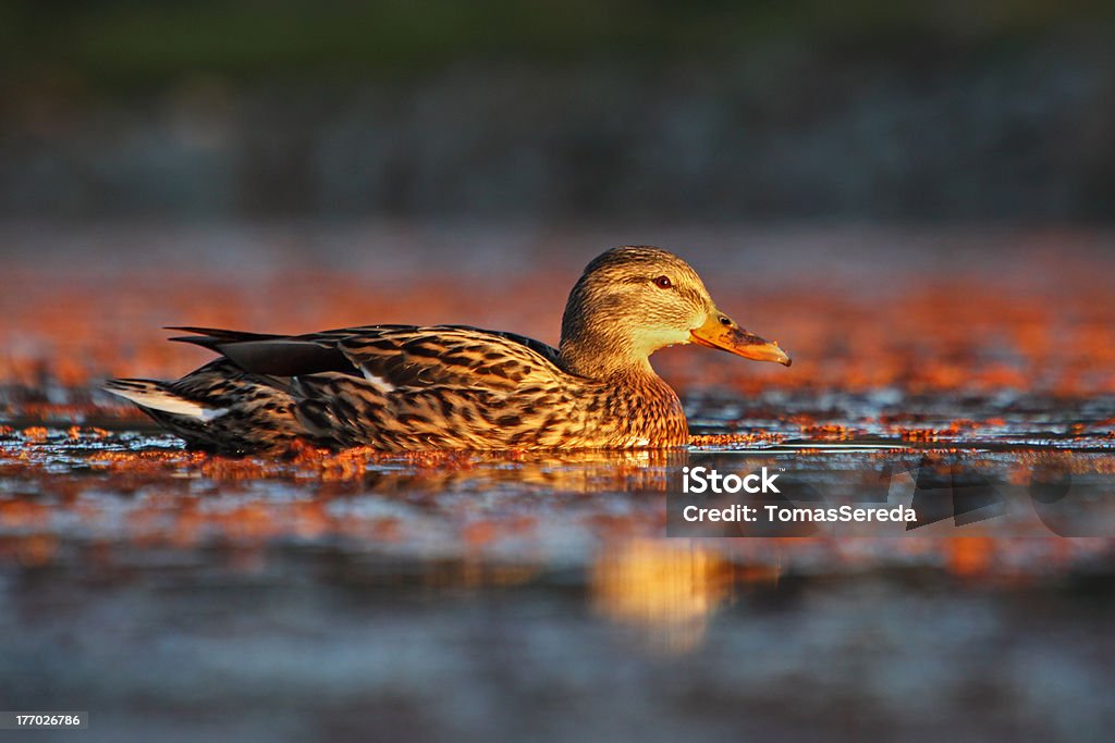 Fêmea Pato-real na natureza. - Royalty-free Anatinae Foto de stock