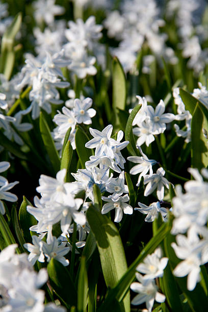 White Flowers stock photo