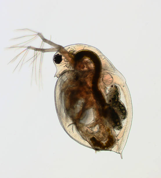 istock Daphnia pulex - water flea 177026917