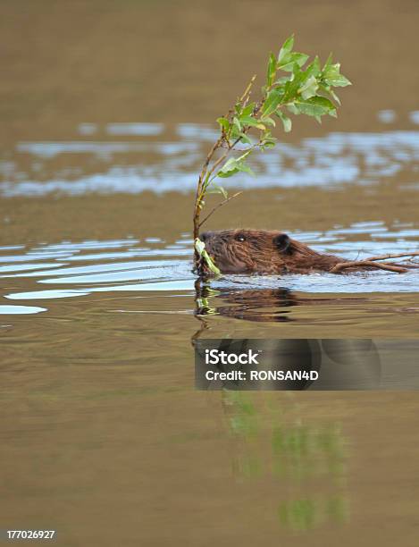 Beaverinpond Foto de stock y más banco de imágenes de Aire libre - Aire libre, Alaska - Estado de los EE. UU., Animal