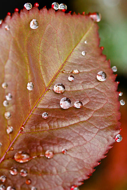 Rain drops stock photo