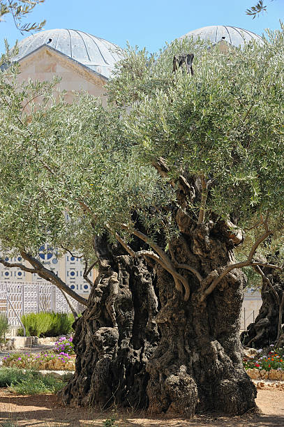 istock Garden of Gethsemane 177026959