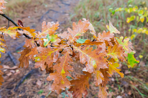 Branch of the white oak, or common oak with wet varicolored leaves in overcast weather, view close-up in selective focus on a blurred background