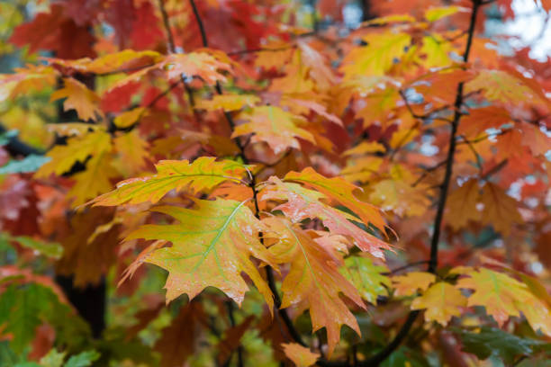 Branches of the red oak, or northern oak with wet bright red leaves in forest in overcast weather, view close-up in selective focus on a blurred background