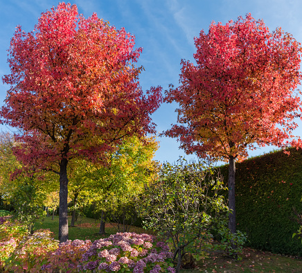 Two American sweet gum trees, also known as star-leaved gum or alligator wood with bright red autumn leaves in park in sunny day