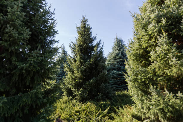 istock Group of different young spruces against the sky 1770272052