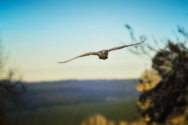 falcon falco cherrug voar - flugel imagens e fotografias de stock