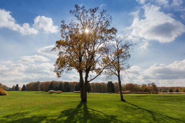 istock Old maples with autumn leaves standing separately on lawn backlit 1770274324