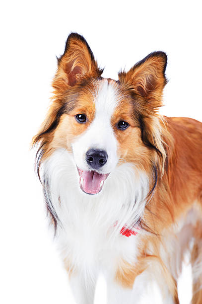 istock Dog isolated on white, border collie, portrait 177027465