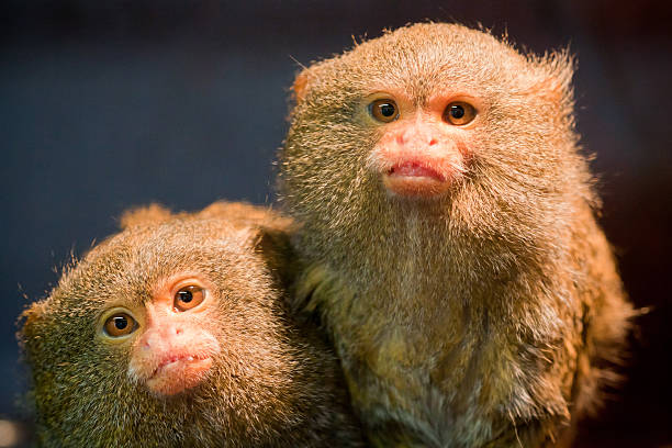 Pair of pygmy marmosets monkeys A pair of curious dwarf monkeys. Dark background. pygmy marmoset stock pictures, royalty-free photos & images