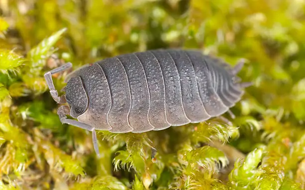 "Woodlouse sitting on moss, extreme close-up with high magnification"