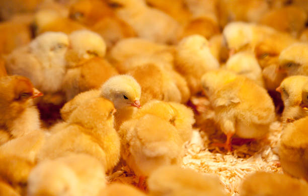 istock little newborn baby chickens 177027559