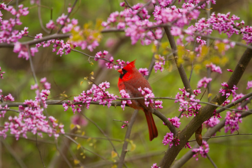 One male cardinal sits among flower red bud trees.