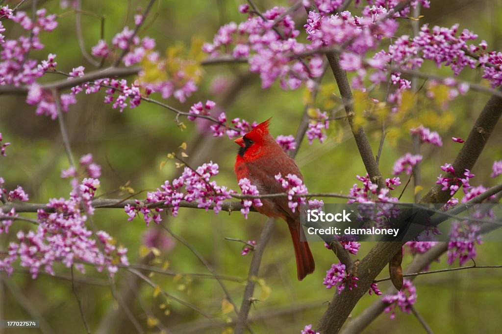 Cardinal in Red Buds One male cardinal sits among flower red bud trees. Cardinal - Bird Stock Photo