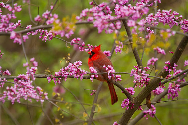 Cardinal in Red Buds One male cardinal sits among flower red bud trees. northern cardinal photos stock pictures, royalty-free photos & images