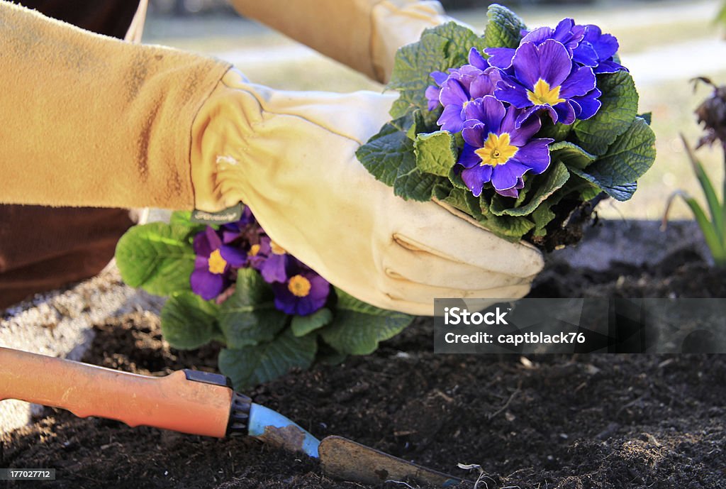 Primrose in a garden pot "Outdoor work , plant a primrose in a garden pot" Planting Stock Photo
