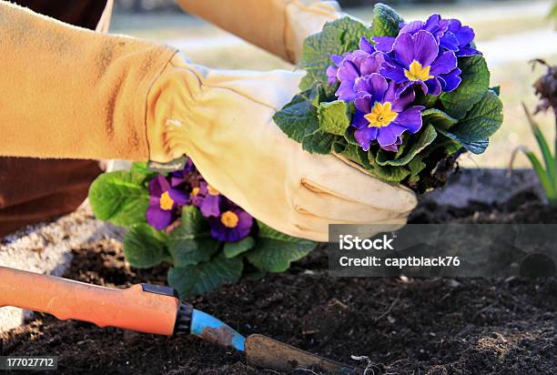 Primrose In A Garden Pot Stock Photo - Download Image Now - Planting, Primrose, Agriculture