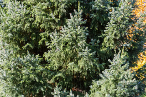 istock Background of spruce branches in sunny day 1770277679