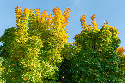 Tops of the young maples with autumn multi-colored leaves against the clear sky