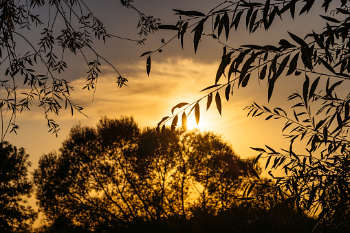 The silhouette of a bare oak tree through which the evening sun shines in March.