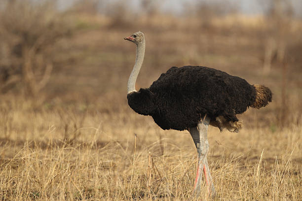 istock Male Ostrich in Kruger national park 177028016
