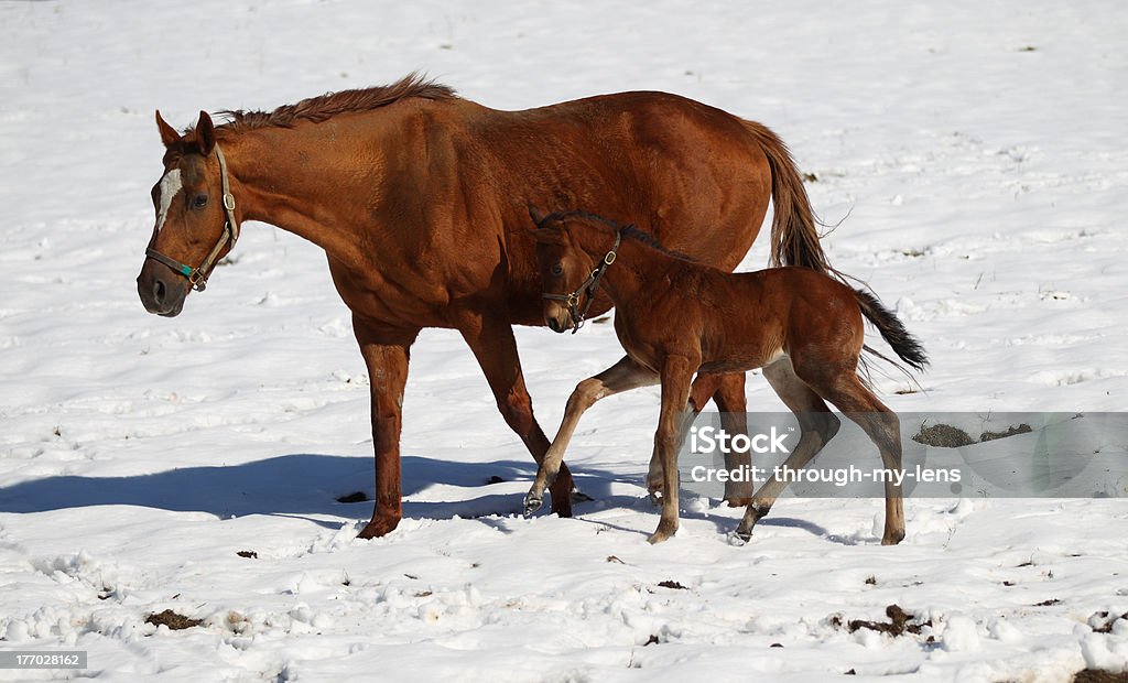 Horse And Baby In Late Spring Snow Covered Field Stock Photo - Download  Image Now - Foal - Young Animal, Mare, Snow - iStock