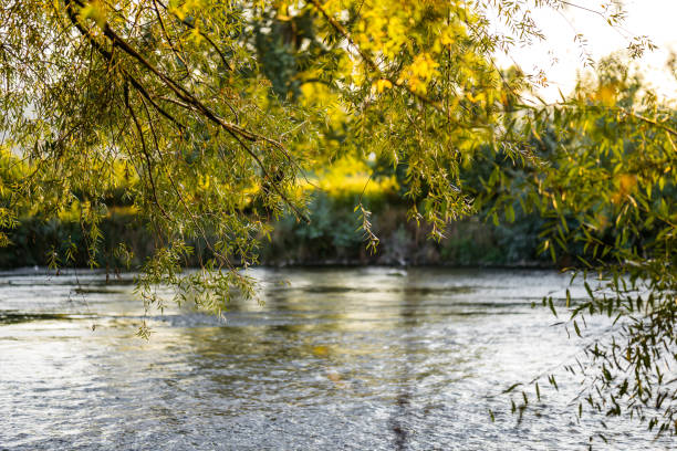River passing through the forest in autumn.