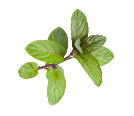 Peppermint leaves isolated on white background