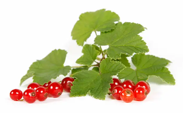 Redcurrants on the withe background