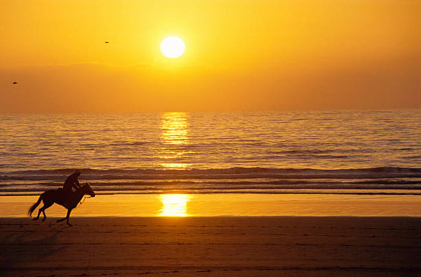 istock Galloping horse and rider at sunset on the beach 177028708
