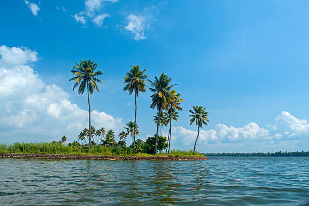istock Coconut Palm trees in the tropics 177028730