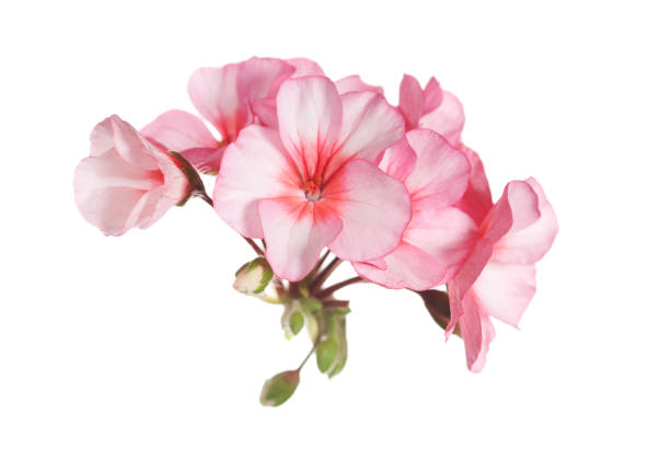 Geranium stock photo