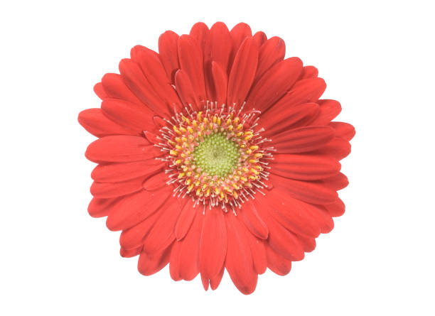 Gerbera stock photo