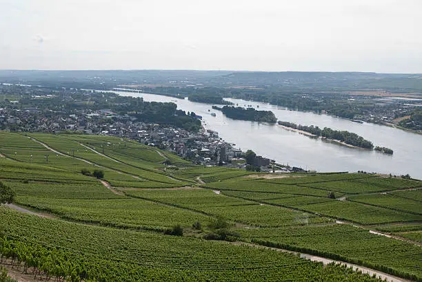 green vineyard and rhine valley with nearby towns