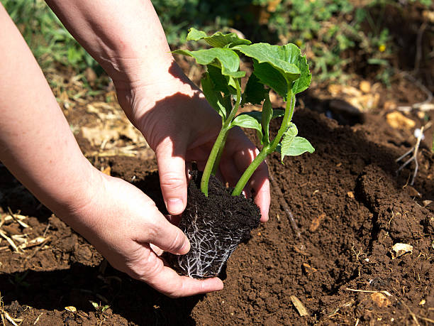 plantando de abóbora - planting growth plant gourd imagens e fotografias de stock