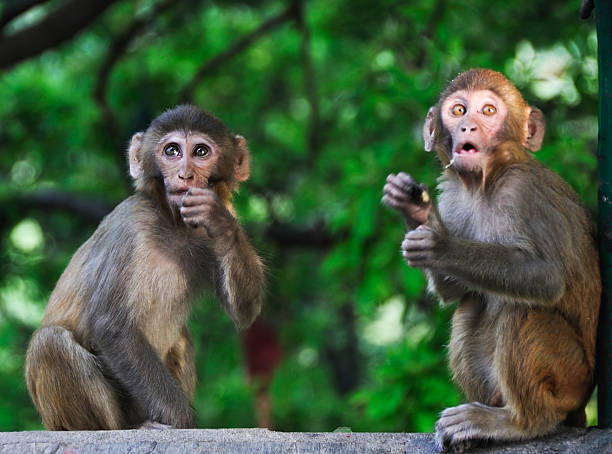 Baby monkeys stock photo